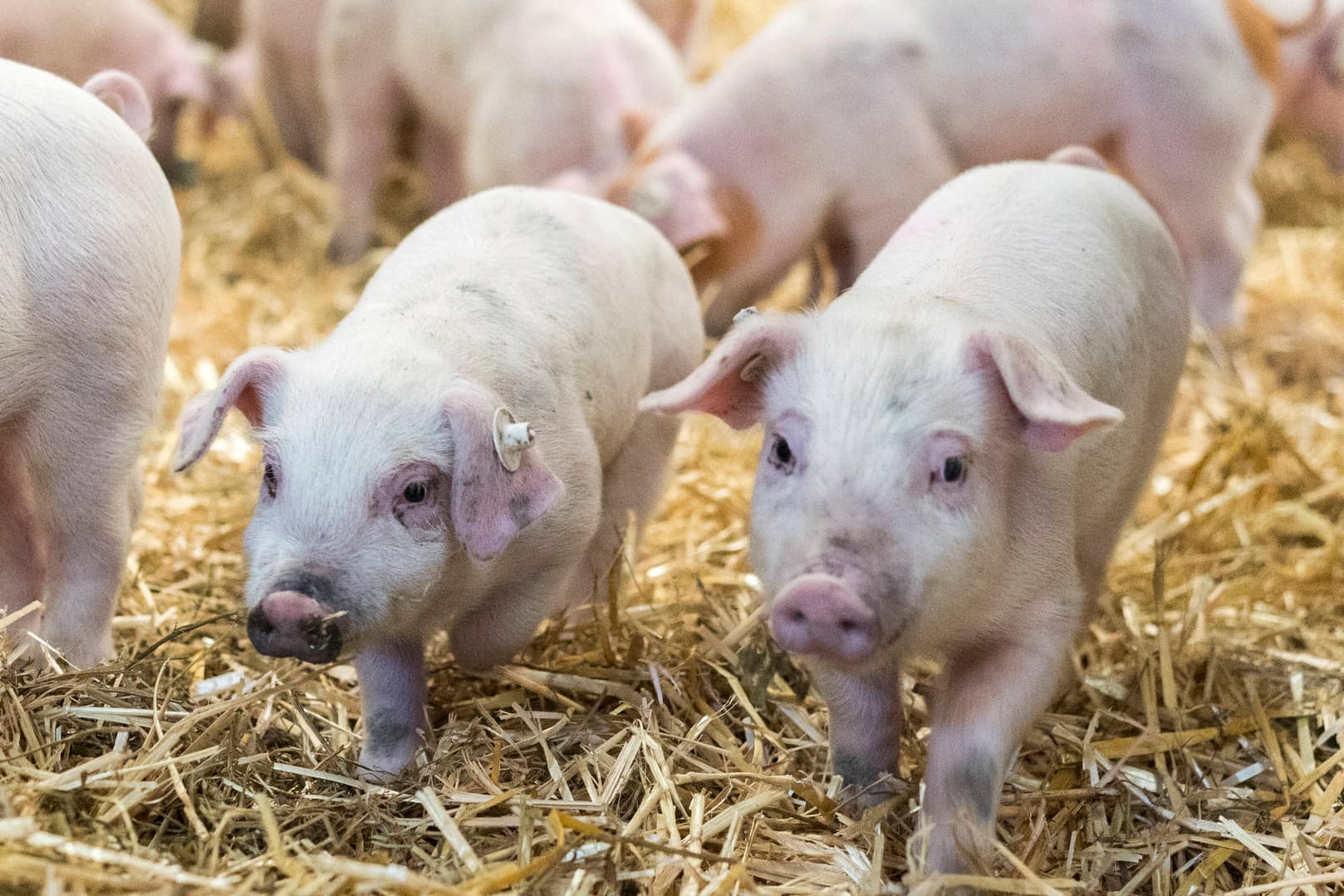 Ferkel im Stall (Symbolbild): Für die Nutztierhaltung sind Milliardeninvestitionen nötig.