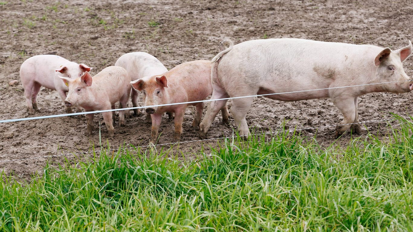 Ferkel mit Jungen auf einem Acker (Symbolbild): Bei einer Schweinemastanlage wurden lebendige Ferkel im Abfall gefunden.