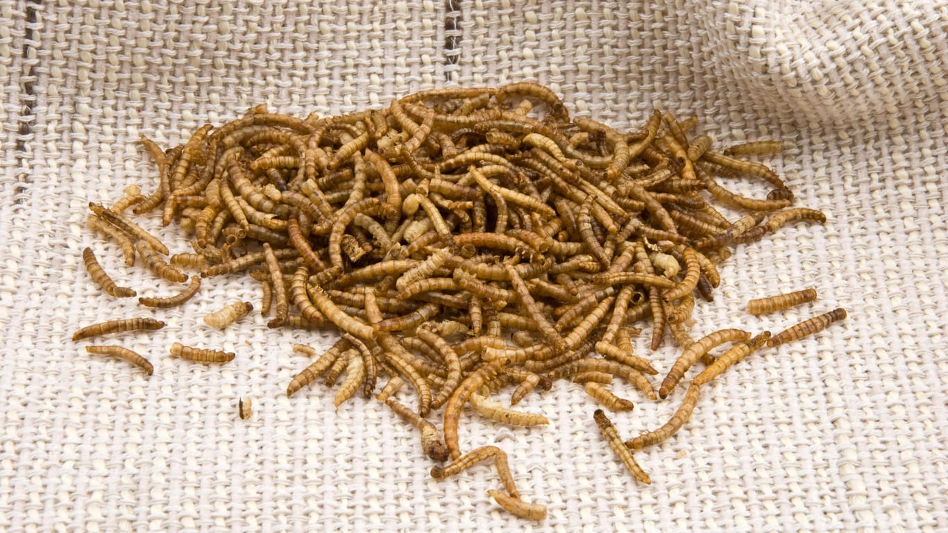 Mehlwürmer: Insekten gelten dank ihrer geringeren Umweltbelastung und ihres hohen Nährwerts als nachhaltige Eiweißquelle.