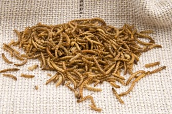 Mehlwürmer: Insekten gelten dank ihrer geringeren Umweltbelastung und ihres hohen Nährwerts als nachhaltige Eiweißquelle.