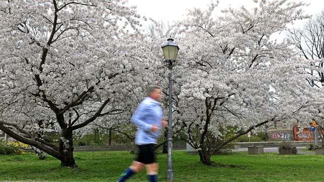 Viele Einsteiger überfordern ihren Körper auf den ersten Joggingrunden. Viele Einsteiger überfordern ihren Körper auf den ersten Joggingrunden.