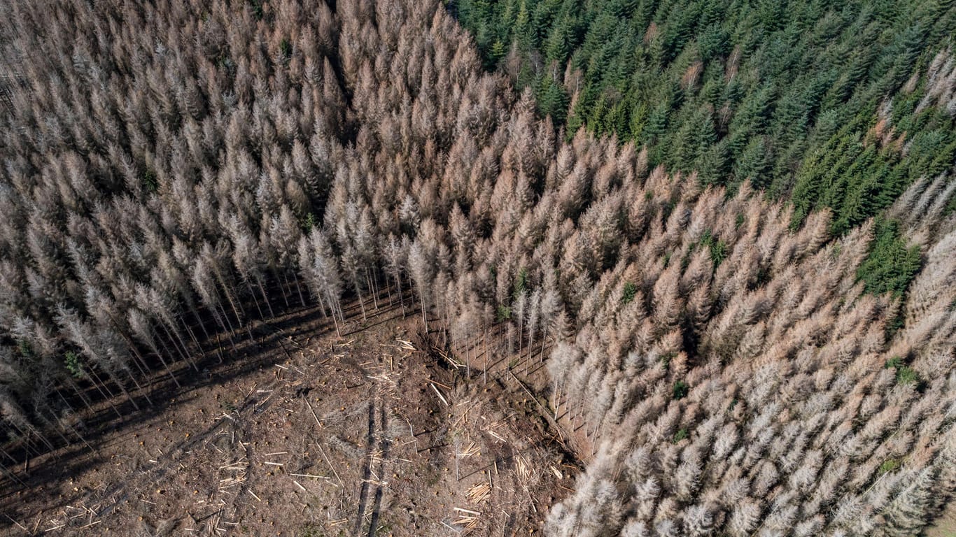 Fichtenwald bei Warstein (Symbolbild): Die Erderwärmung begünstigt die Vermehrung von Borkenkäfern. Für die Wälder in Deutschland ist das schon jetzt ein Problem.