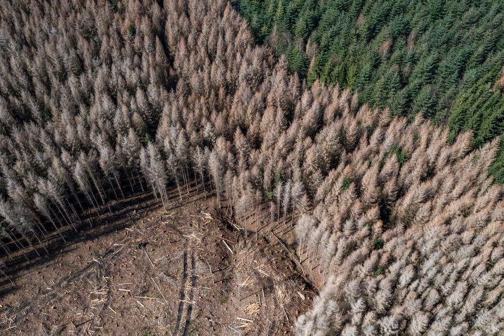 Fichtenwald bei Warstein (Symbolbild): Die Erderwärmung begünstigt die Vermehrung von Borkenkäfern. Für die Wälder in Deutschland ist das schon jetzt ein Problem.