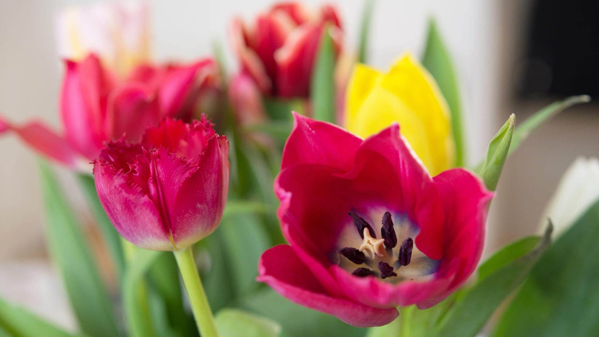 Blumenstrauß: Wer ihn in der Vase an einen kühlen Ort stellt, hat länger Freude daran.