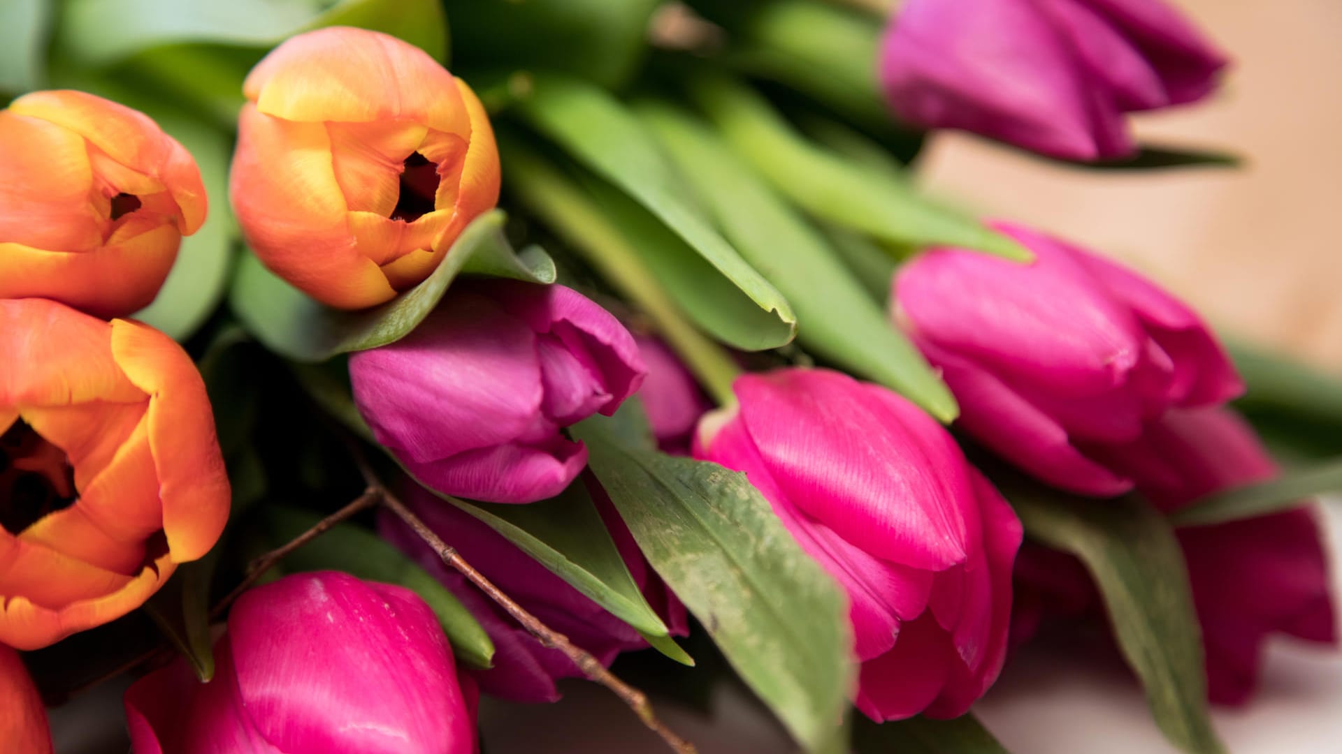 Schnittblumen für die Vase: Schneiden Sie die Blumenstengel am besten schräg an.