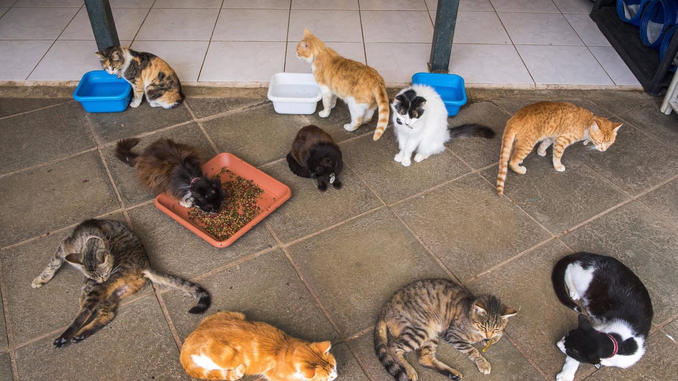 Viele Katzen in einem Haus (Symbolbild): In Hannover hat die Polizei 66 Tiere in einer Wohnung entdeckt.