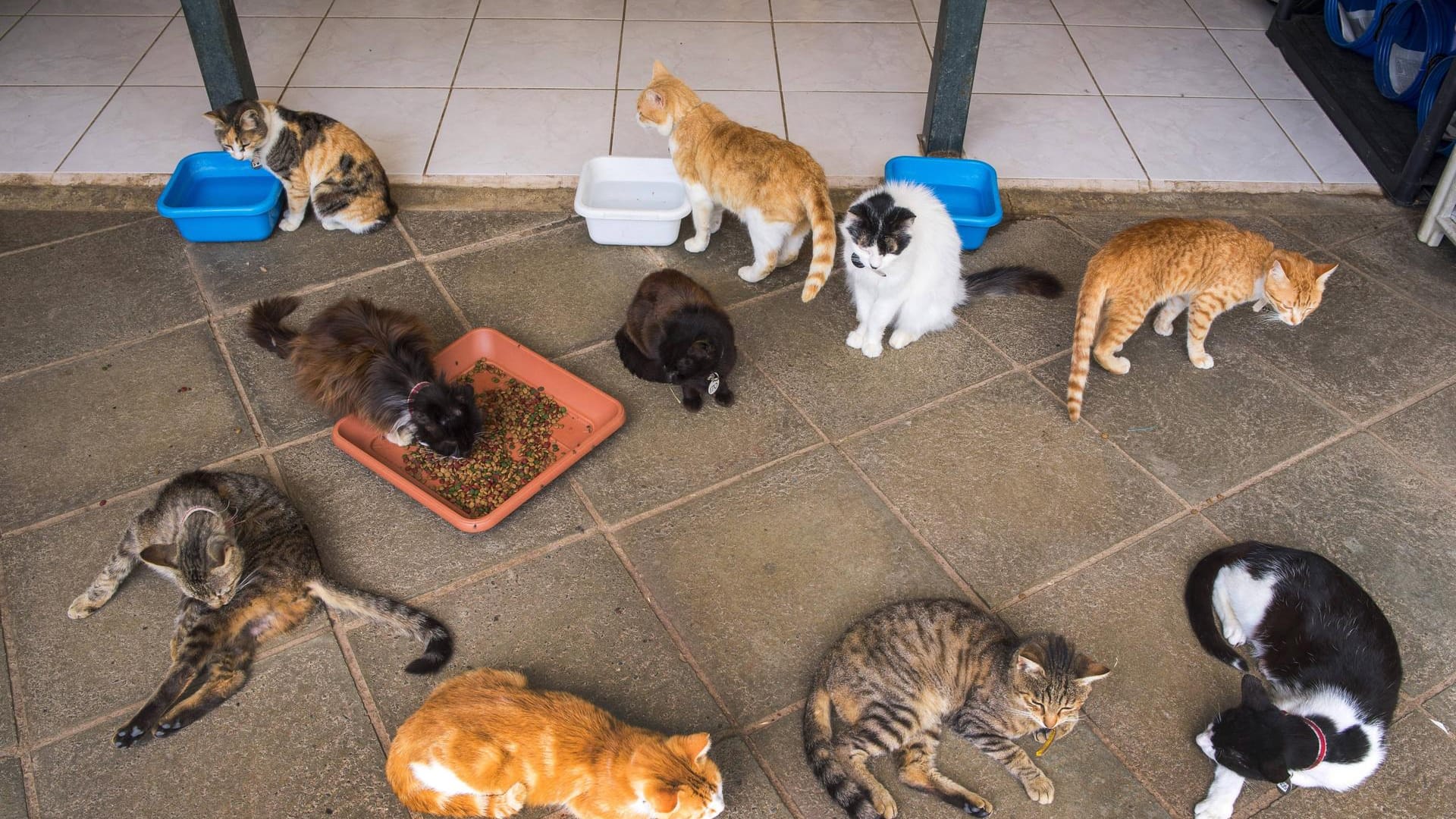 Viele Katzen in einem Haus (Symbolbild): In Hannover hat die Polizei 66 Tiere in einer Wohnung entdeckt. Viele Katzen in einem Haus (Symbolbild): In Hannover hat die Polizei 66 Tiere in einer Wohnung entdeckt.