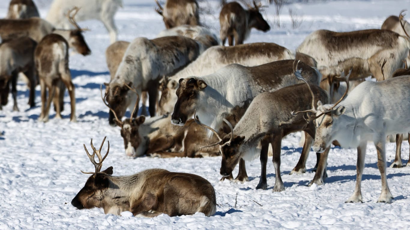 Rentiere in der russischen Arktis (Archivbild): Unter einer Schneedecke können sie Nahrung finden, doch Eis bereitet den Tieren Schwierigkeiten.