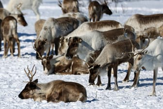 Rentiere in der russischen Arktis (Archivbild): Unter einer Schneedecke können sie Nahrung finden, doch Eis bereitet den Tieren Schwierigkeiten.