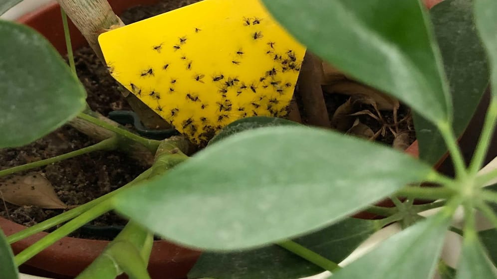 Schädlinge: Wenn Ihre Zimmerpflanze befallen ist, können Sie mit Gelbstickern die Trauermücken fangen.