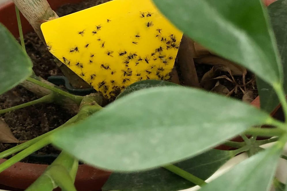Schädlinge: Wenn Ihre Zimmerpflanze befallen ist, können Sie mit Gelbstickern die Trauermücken fangen.