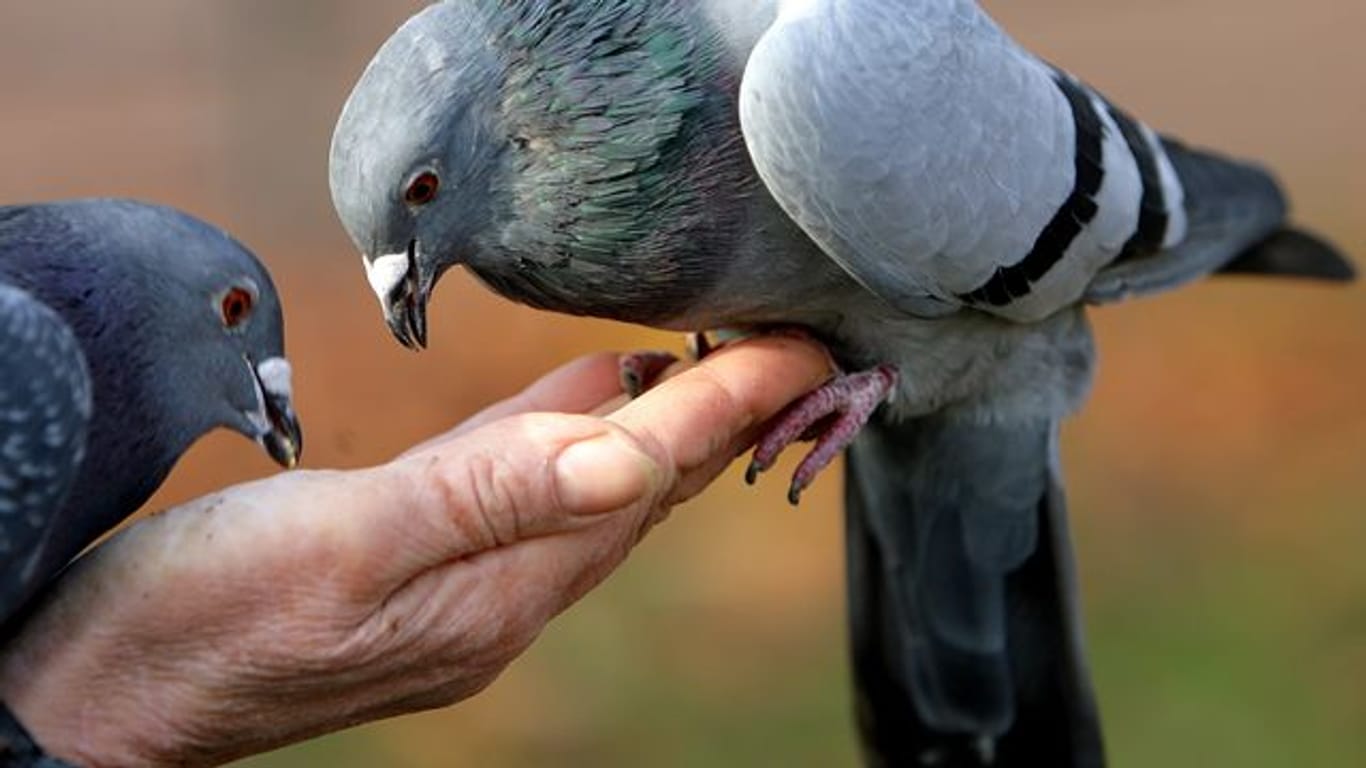 Das Füttern von Tauben und anderen Vögeln kann zu Verschmutzungen führen.