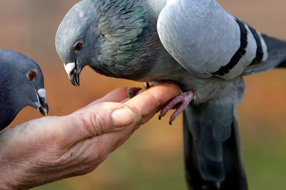 Das Füttern von Tauben und anderen Vögeln kann zu Verschmutzungen führen.
