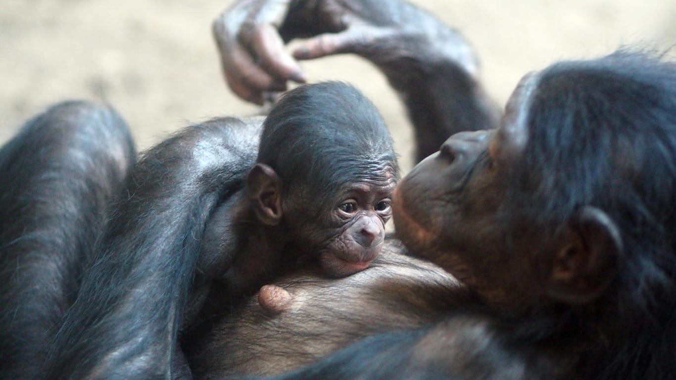 Bonobo-Weibchen Luiza mit ihrem Nachwuchs: Es ist Luizas erstes Kind.