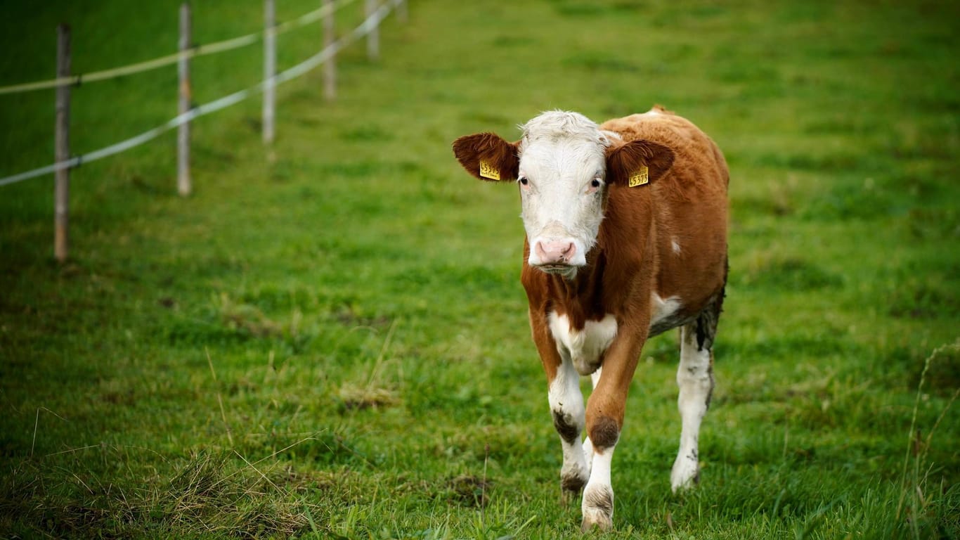 Eine junge Kuh auf der Weide: In Hamburg hat ein Jungtier für Aufregung gesorgt.