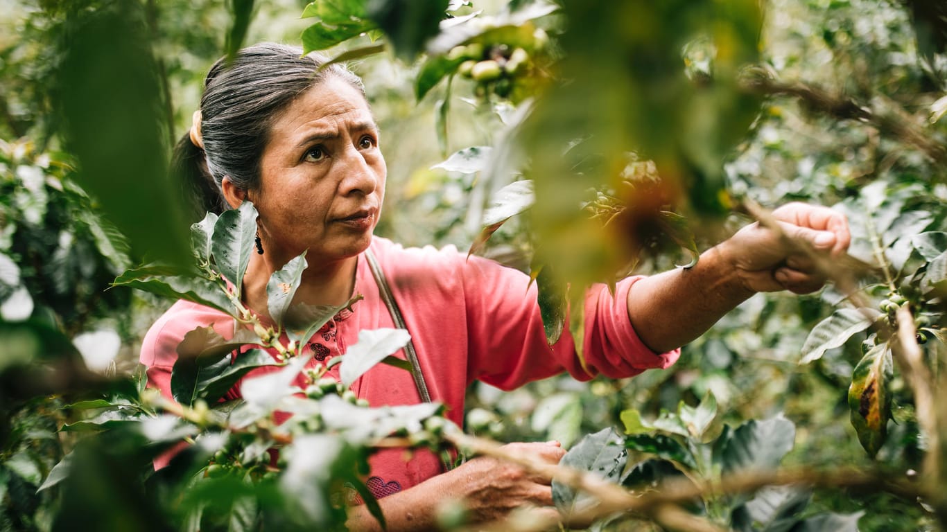 Kaffeeernte bei der Fairtrade-Kooperative Cenfrocafè in Peru: Fairtrade-Kaffee legte im vergangenen Jahr durch vermehrte Verkäufe im Einzelhandel um 6 Prozent auf 24.000 Tonnen zu.