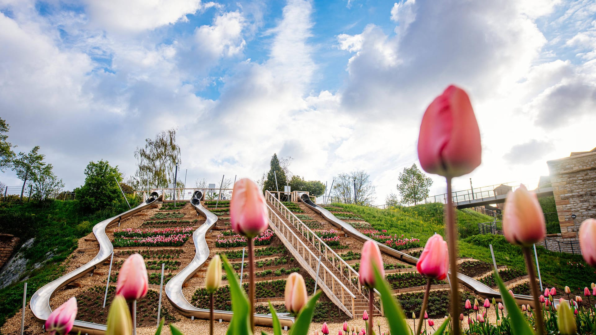 Tulpen stehen vor dem Buga-Rutschhang am Petersberg (Archivbild): Besucher, die nicht geimpft oder genesen sind, müssen sich weiterhin testen lassen.