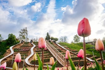 Tulpen stehen vor dem Buga-Rutschhang am Petersberg (Archivbild): Besucher, die nicht geimpft oder genesen sind, müssen sich weiterhin testen lassen.