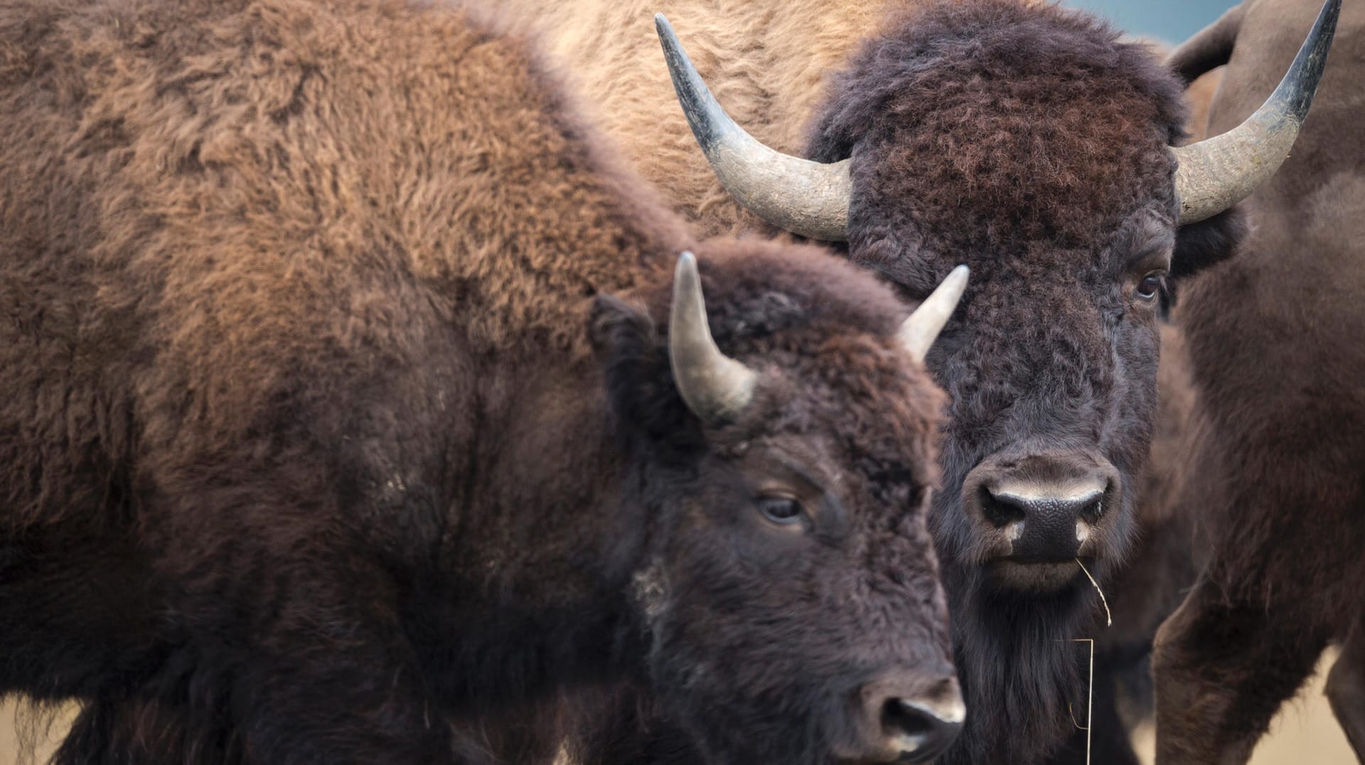 Bisons: Die Population könnte schon bald auf 1.500 Tiere heranwachsen (Symbolbild).