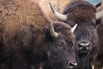 Bisons: Die Population könnte schon bald auf 1.500 Tiere heranwachsen (Symbolbild).