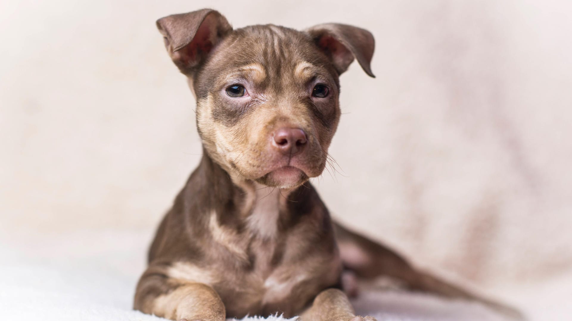 Ein Pitbull-Welpe (Symboldbild). Zwei dieser Hunde wollte ein Mädchen in den USA vor den Flammen retten.