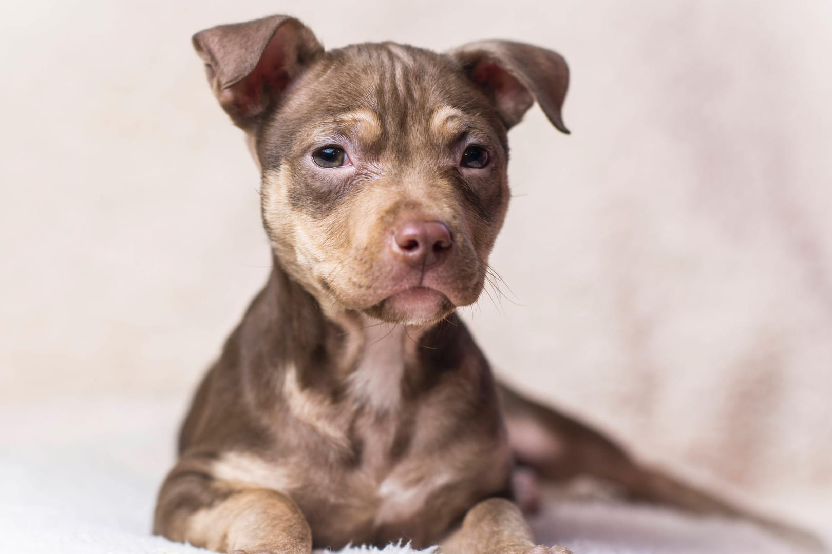 Ein Pitbull-Welpe (Symboldbild). Zwei dieser Hunde wollte ein Mädchen in den USA vor den Flammen retten.