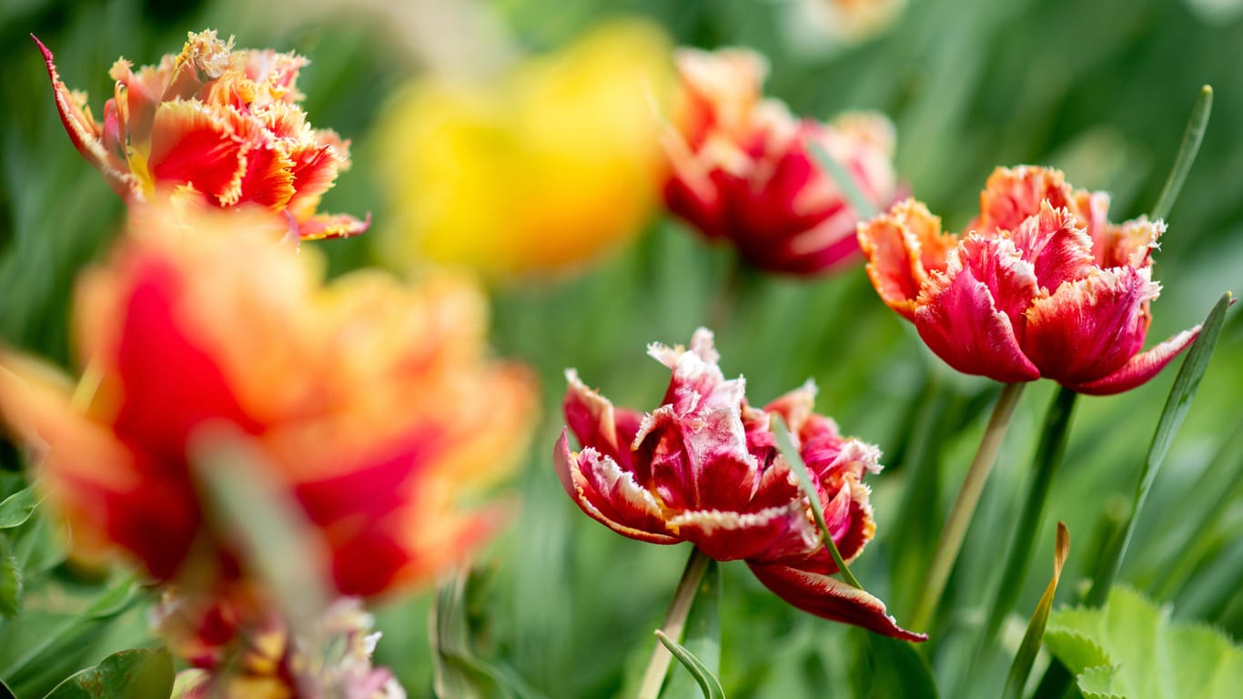 Blühende Tulpen im niedersächsischen Vechta: Nicht nur die Blumen können sich am Muttertag über viel Sonne freuen.