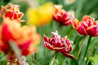 Blühende Tulpen im niedersächsischen Vechta: Nicht nur die Blumen können sich am Muttertag über viel Sonne freuen.