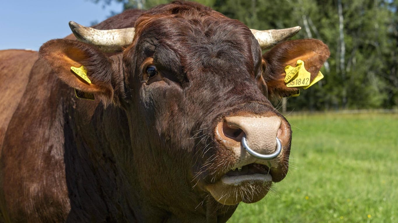 Ein Bulle mit Nasenring auf einer Weide: In Österreich griff ein ausgebrochenes Tier mehrere Menschen an (Symbolfoto).