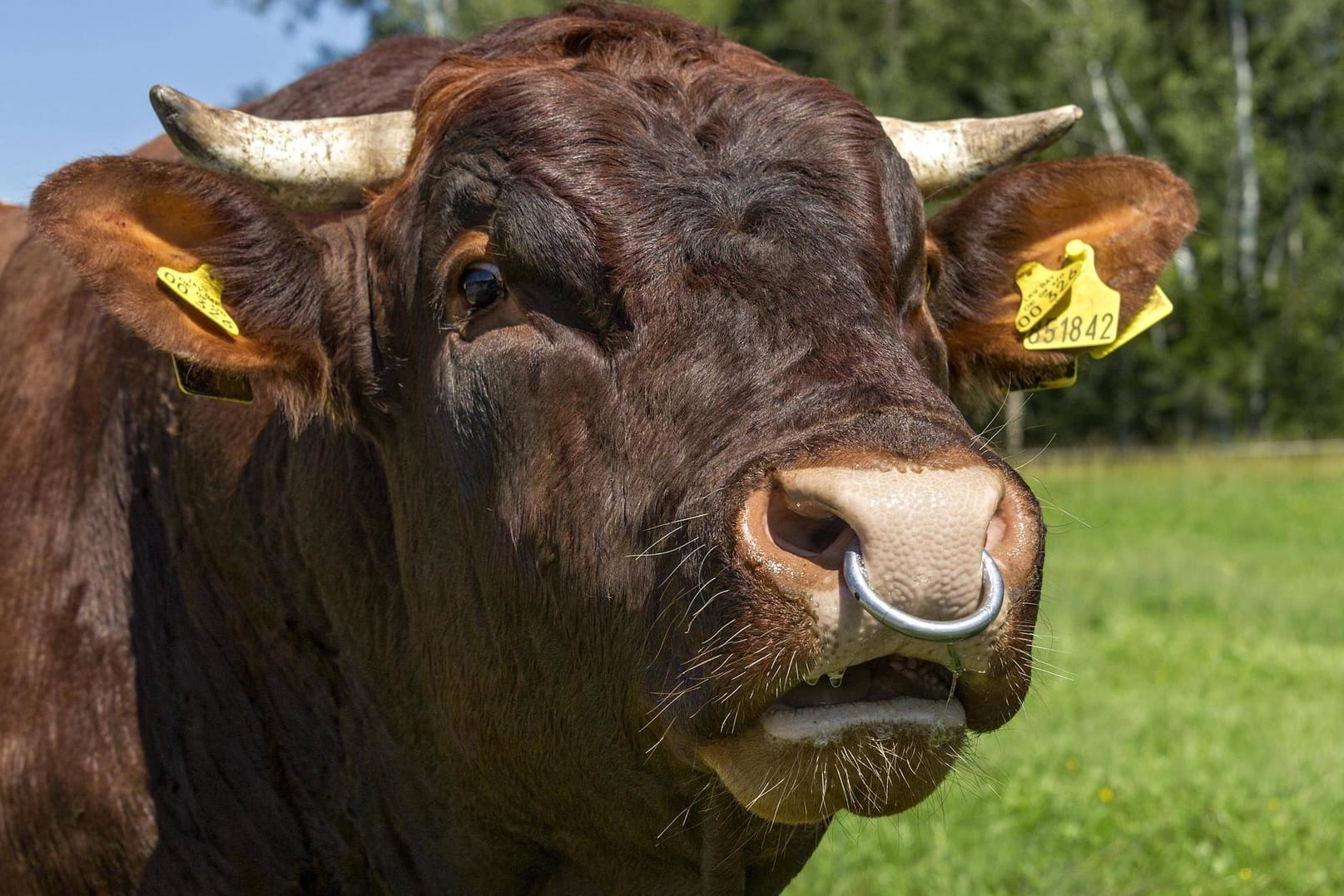 Ein Bulle mit Nasenring auf einer Weide: In Österreich griff ein ausgebrochenes Tier mehrere Menschen an (Symbolfoto).