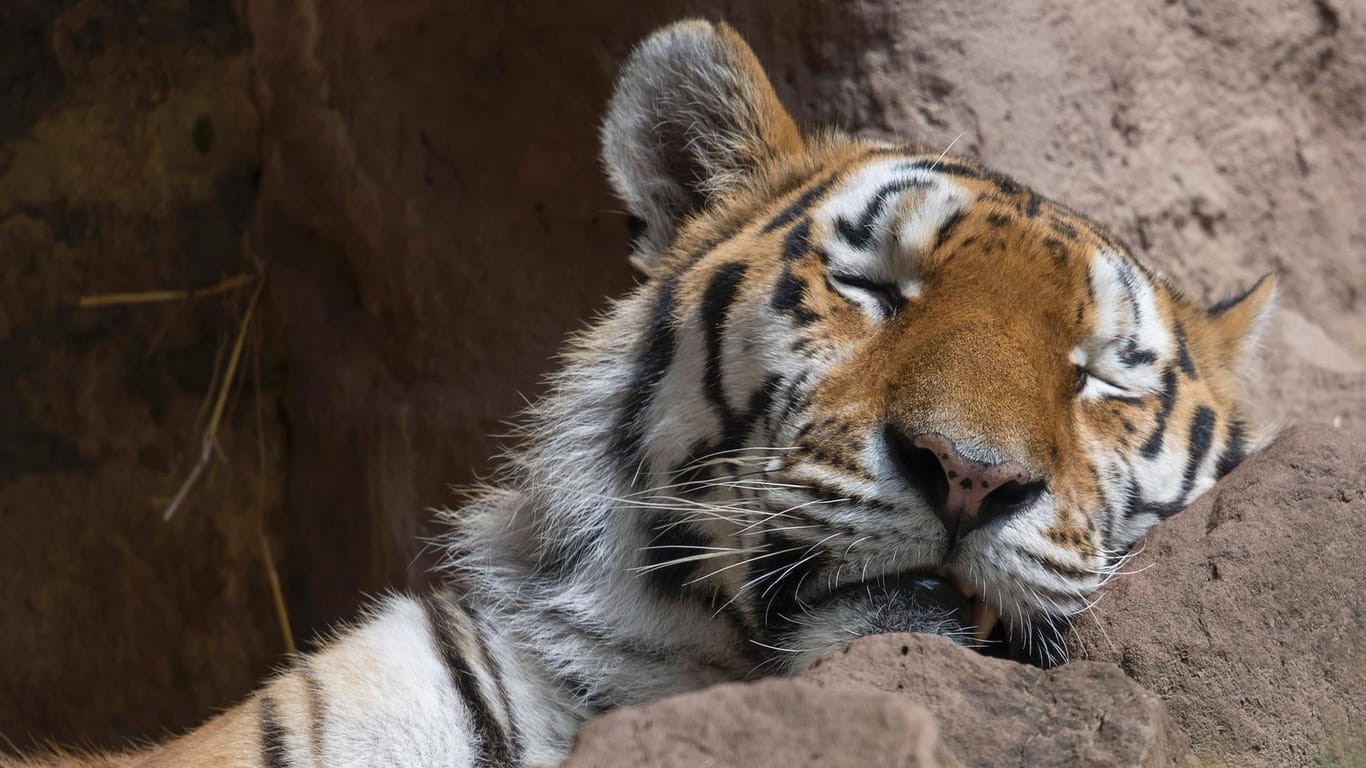 Schlafender Sibirischer Tiger im Tiergarten Nürnberg (Archivbild): Der Tiergarten wurde bisher gut besucht.