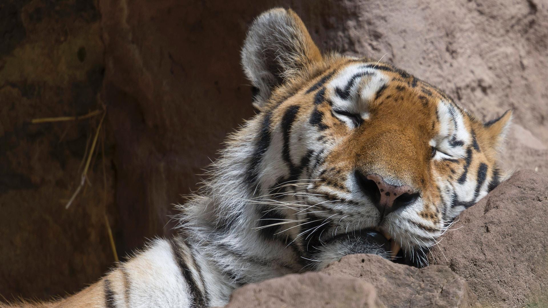 Schlafender Sibirischer Tiger im Tiergarten Nürnberg (Archivbild): Der Tiergarten wurde bisher gut besucht. Schlafender Sibirischer Tiger im Tiergarten Nürnberg (Archivbild): Der Tiergarten wurde bisher gut besucht.