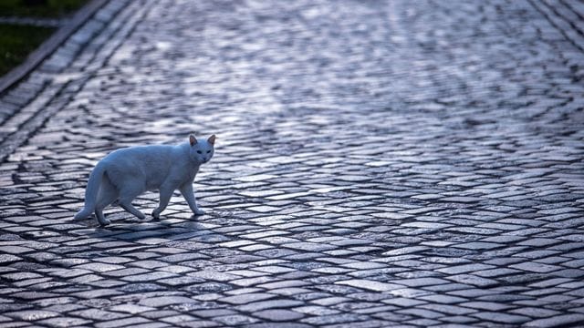 Katze mit Gefühlen: Die britische Regierung will das Land zum Vorreiter bei Tierrechten machen. Katze mit Gefühlen: Die britische Regierung will das Land zum Vorreiter bei Tierrechten machen.