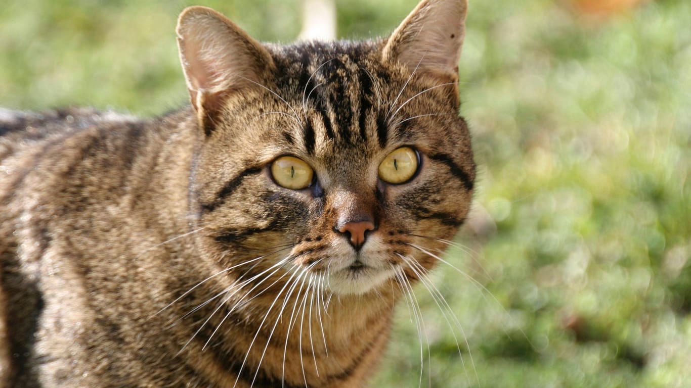 Hauskatze: Tierqäuler sollen ab sofort härter bestraft werden.