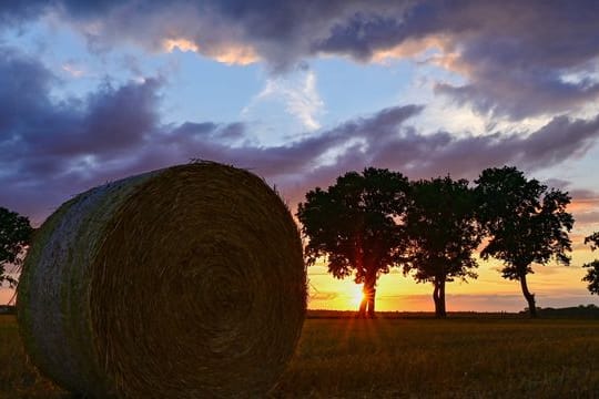 Landwirtschaftliche Flächen sind nicht nur was fürs Auge.