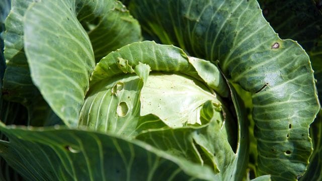 Die Maden der Kohlfliege fressen die Wurzeln der Kohlpflanzen und verhindern, dass ein Kohl so prächtig heranwächst.