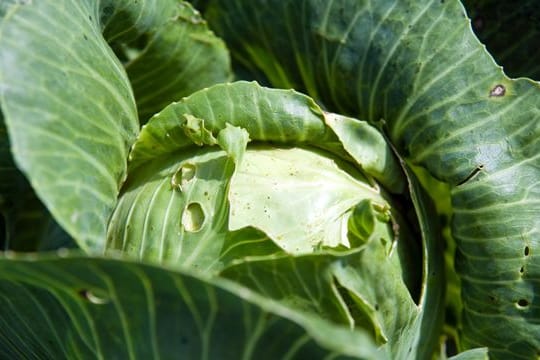 Die Maden der Kohlfliege fressen die Wurzeln der Kohlpflanzen und verhindern, dass ein Kohl so prächtig heranwächst.