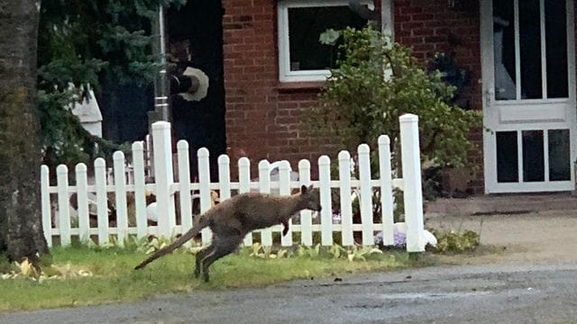 Ein Känguru wurde in Lauenbrück (Kreis Rotenburg) gesichtet