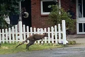 Ein Känguru wurde in Lauenbrück (Kreis Rotenburg) gesichtet