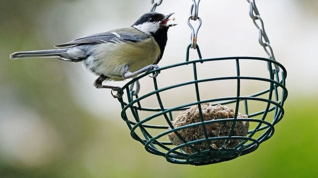Der Nabu ruft dazu auf, von morgen bis Sonntag, eine Stunde lang die Vögel im Garten oder Park zu zählen. Der Nabu ruft dazu auf, von morgen bis Sonntag, eine Stunde lang die Vögel im Garten oder Park zu zählen.