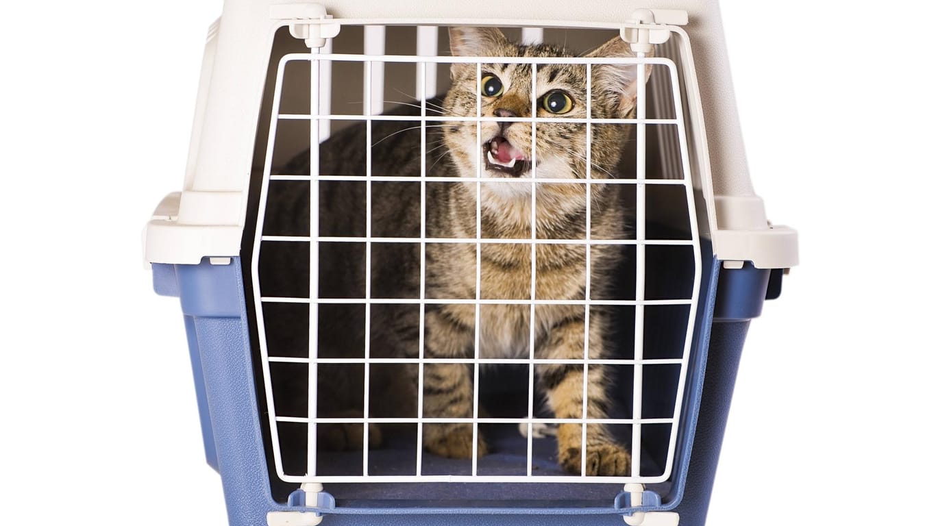 Eine Katze in einer Transportbox (Symbolbild): Das Tier konnte gerettet werden.