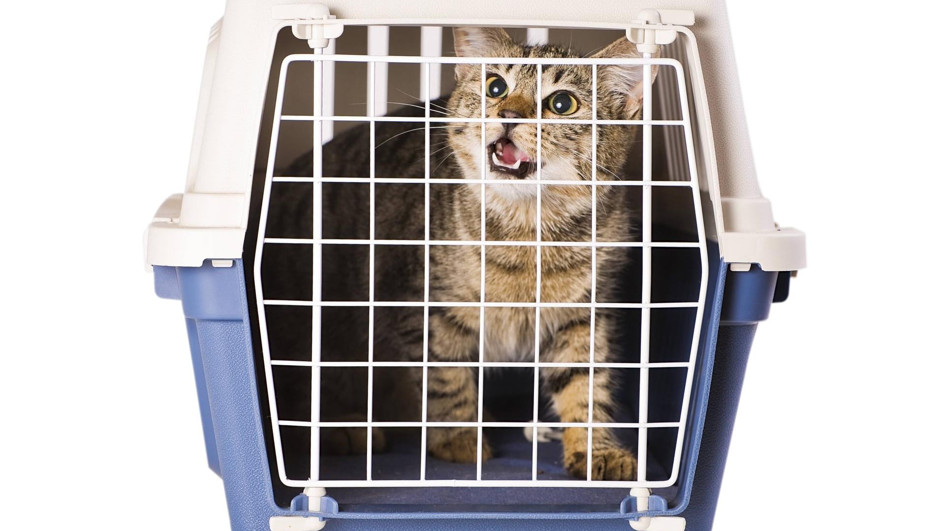 Eine Katze in einer Transportbox (Symbolbild): Das Tier konnte gerettet werden. Eine Katze in einer Transportbox (Symbolbild): Das Tier konnte gerettet werden.