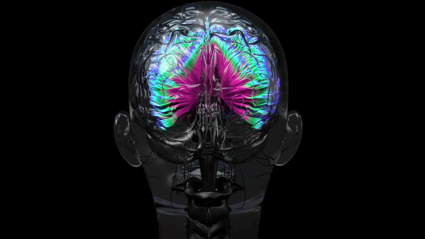 Menschliches Gehirn: Halten Sie Ihre grauen Zellen fit.
