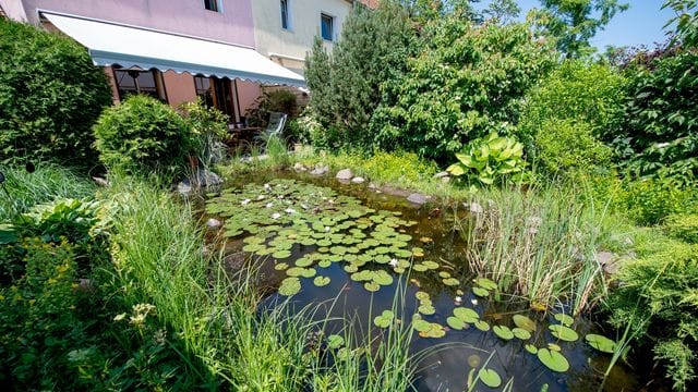 Wie gut, wenn man Platz hat: Selbstreinigungskräfte durch Mikroorganismen funktionieren bei größeren Teichen besser.