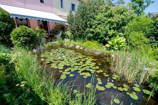 Wie gut, wenn man Platz hat: Selbstreinigungskräfte durch Mikroorganismen funktionieren bei größeren Teichen besser.