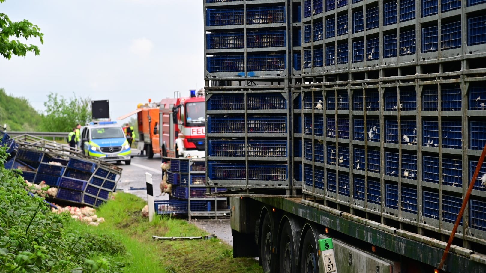 Mit Masthühnern beladener LKW: Rund 1.000 Tiere rutschten von der Ladefläche.