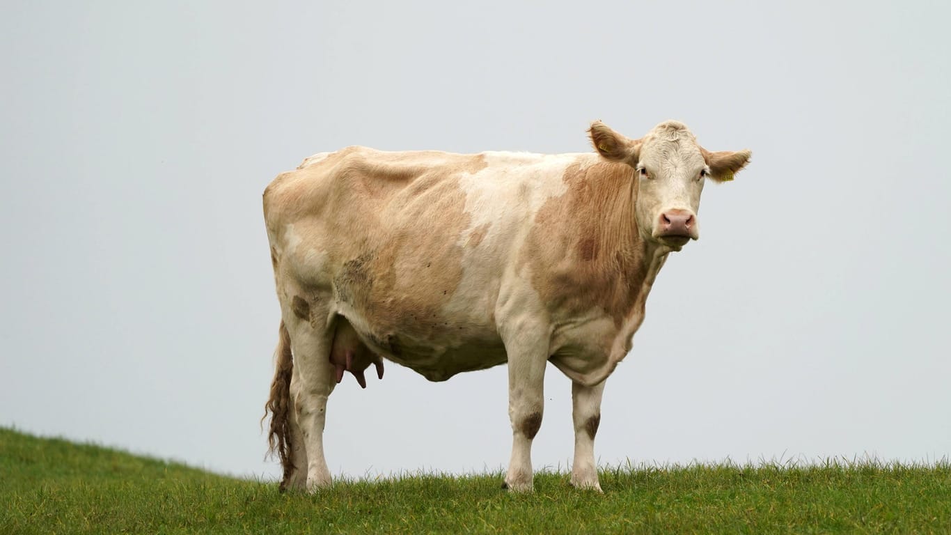 Eine Kuh steht auf einer Wiese (Symbolbild): Der Bauer habe sich nicht anders zu helfen gewusst, als die Kuh erschießen zu lassen, heißt es in Medienberichten.