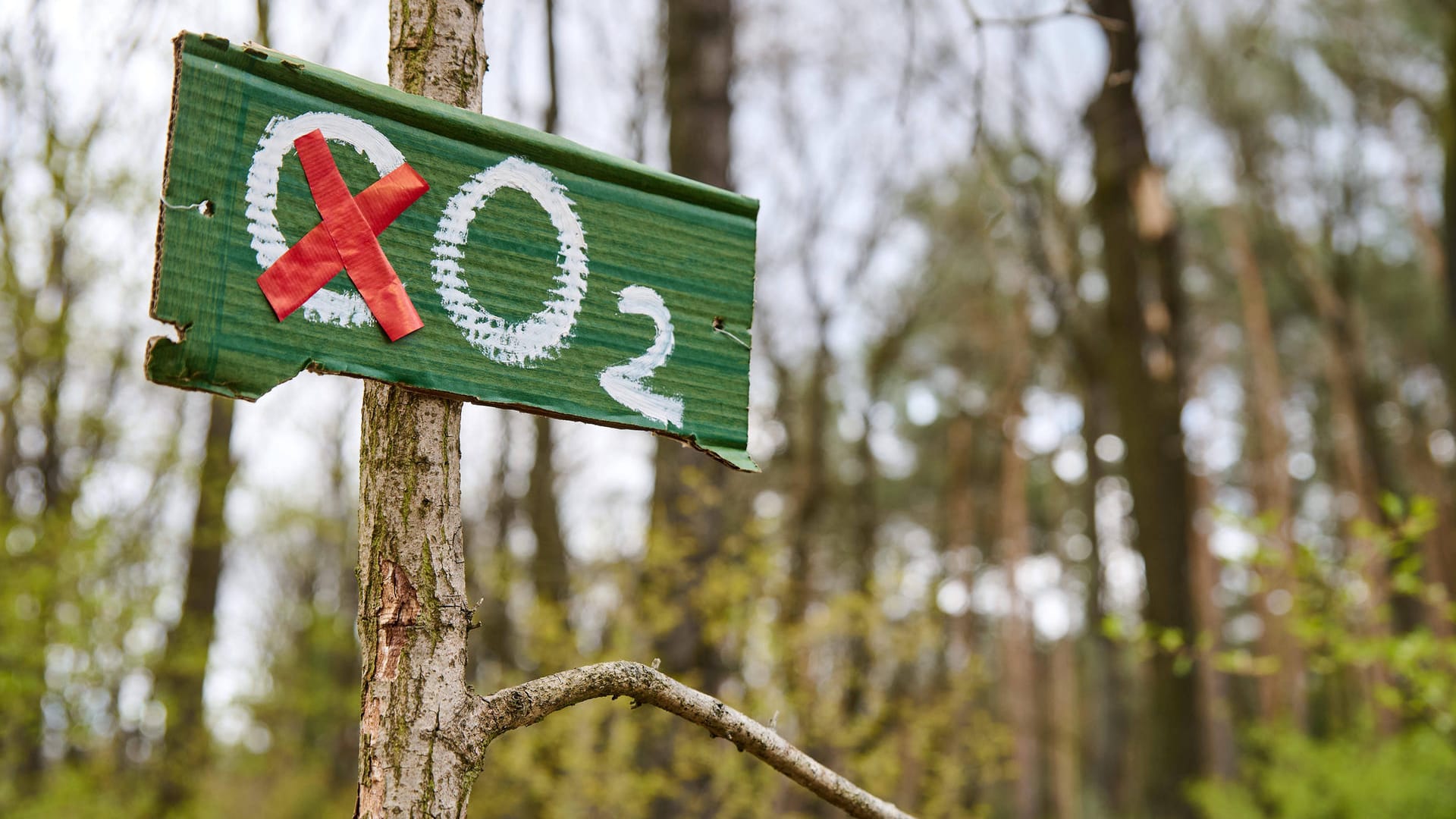 Sauerstoff statt Treibhausgase (Symbolbild): Das neue Klimaschutzgesetz will Deutschland fünf Jahre früher klimaneutral machen.