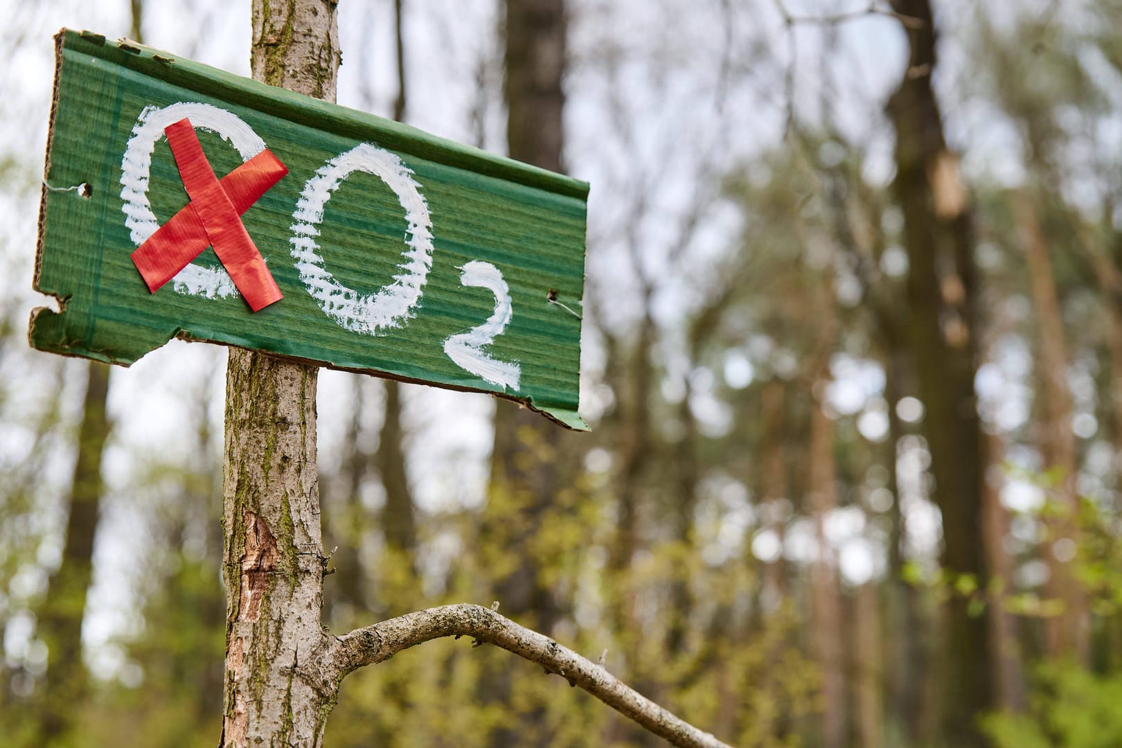 Sauerstoff statt Treibhausgase (Symbolbild): Das neue Klimaschutzgesetz will Deutschland fünf Jahre früher klimaneutral machen.