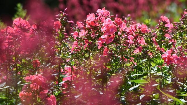 Wer Stauden wie die Flammenblume (Phlox) jetzt schneidet, fördert deren Wuchs und verlängert ihre Blütezeit.